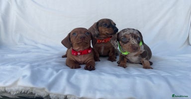 Miniature Dachshund dogs - Advert 7