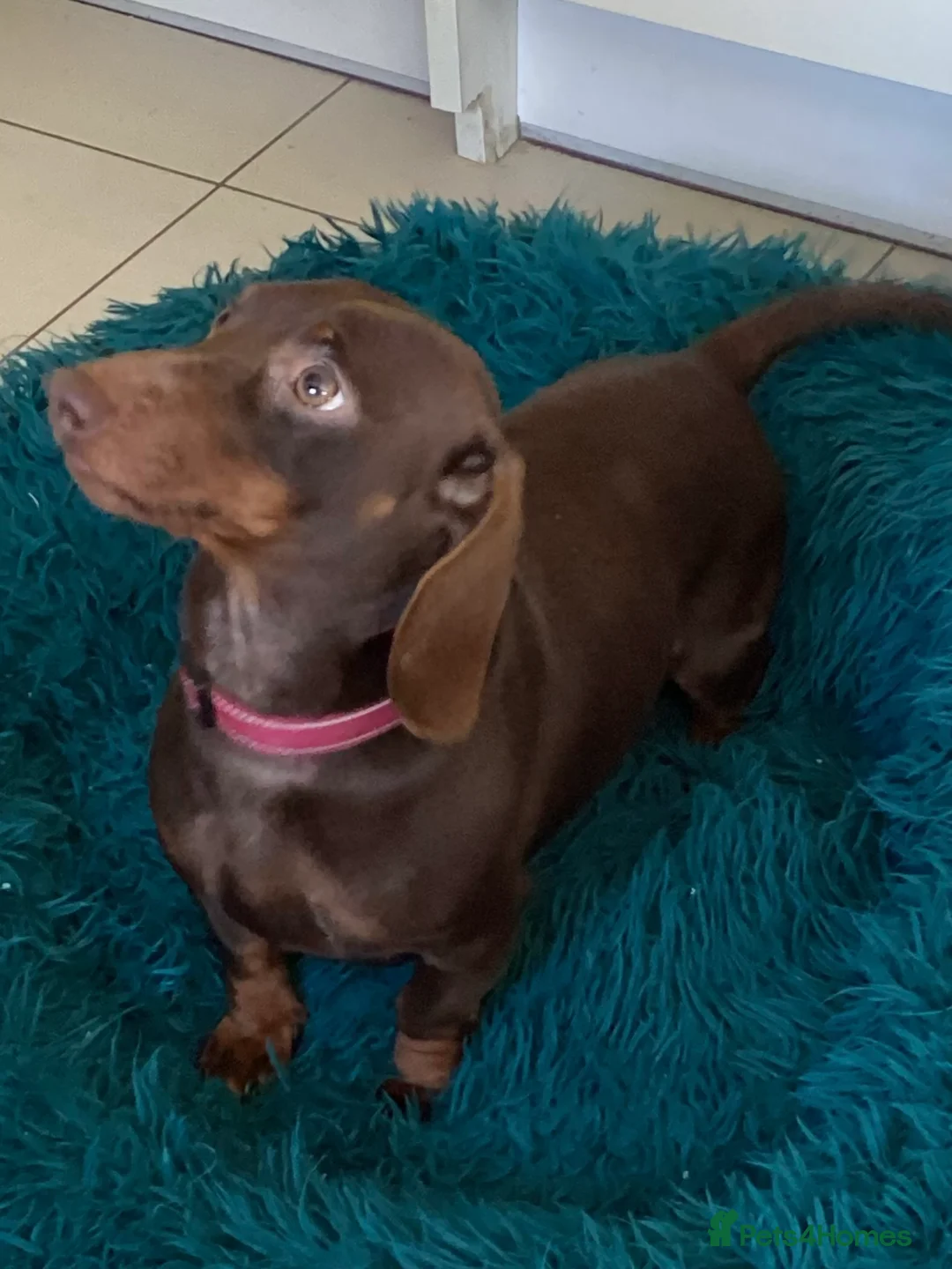 Doxiepoo dogs for sale: Doxiepoo Puppies, health tested, Dna clear parents - Advert 2