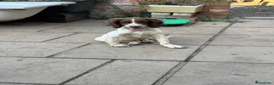 English Springer Spaniel 1