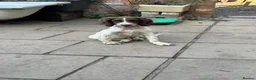 English Springer Spaniel dogs for sale: Springer spaniel pups for sale - Advert 3