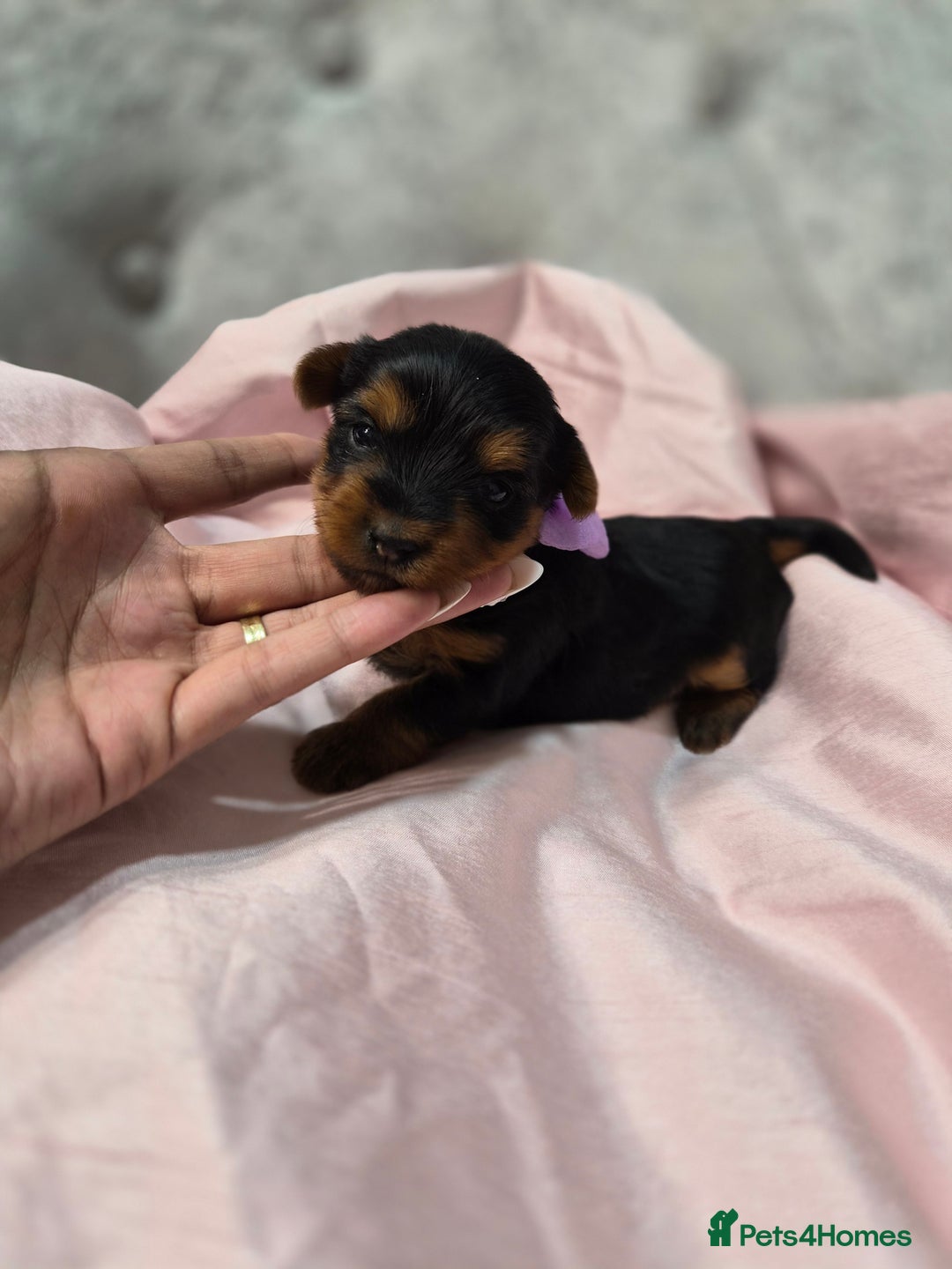 Yorkshire Terrier dogs for sale: Beautiful 7-puppies Yorkshire Terrier - Advert 12