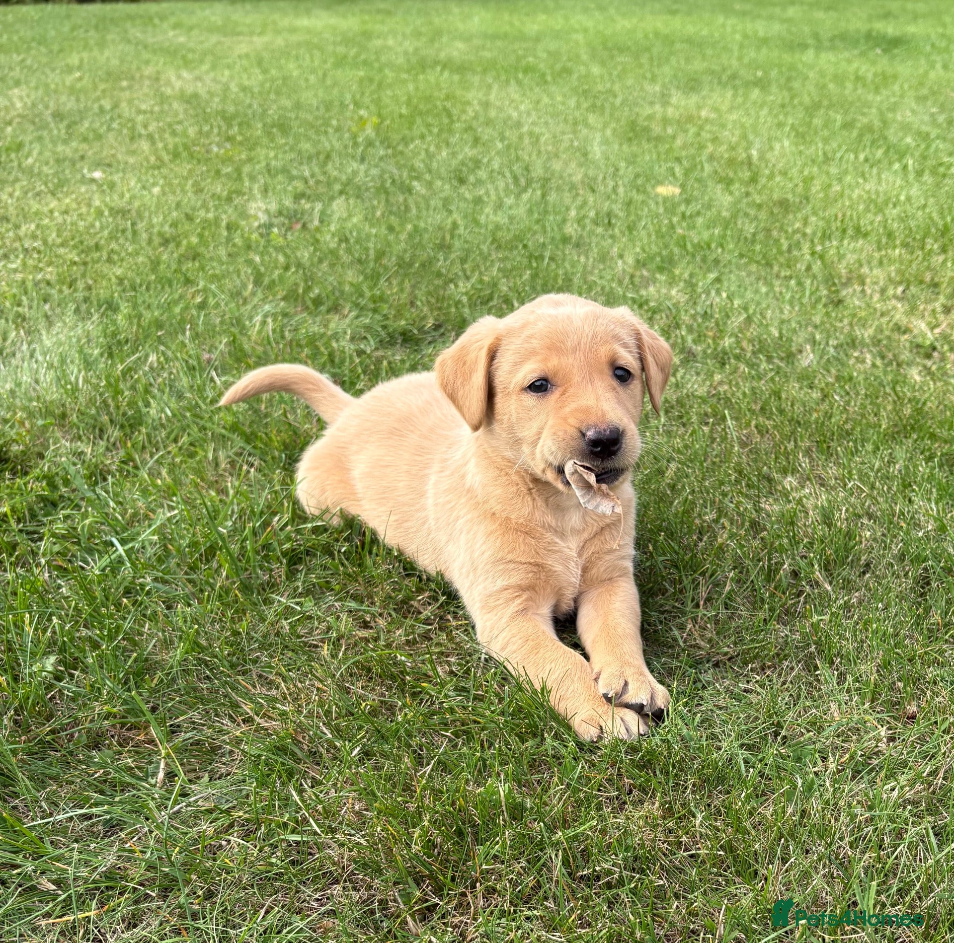 Labrador Retriever dogs Gorgeous KC Labrador Puppies - Advert 2