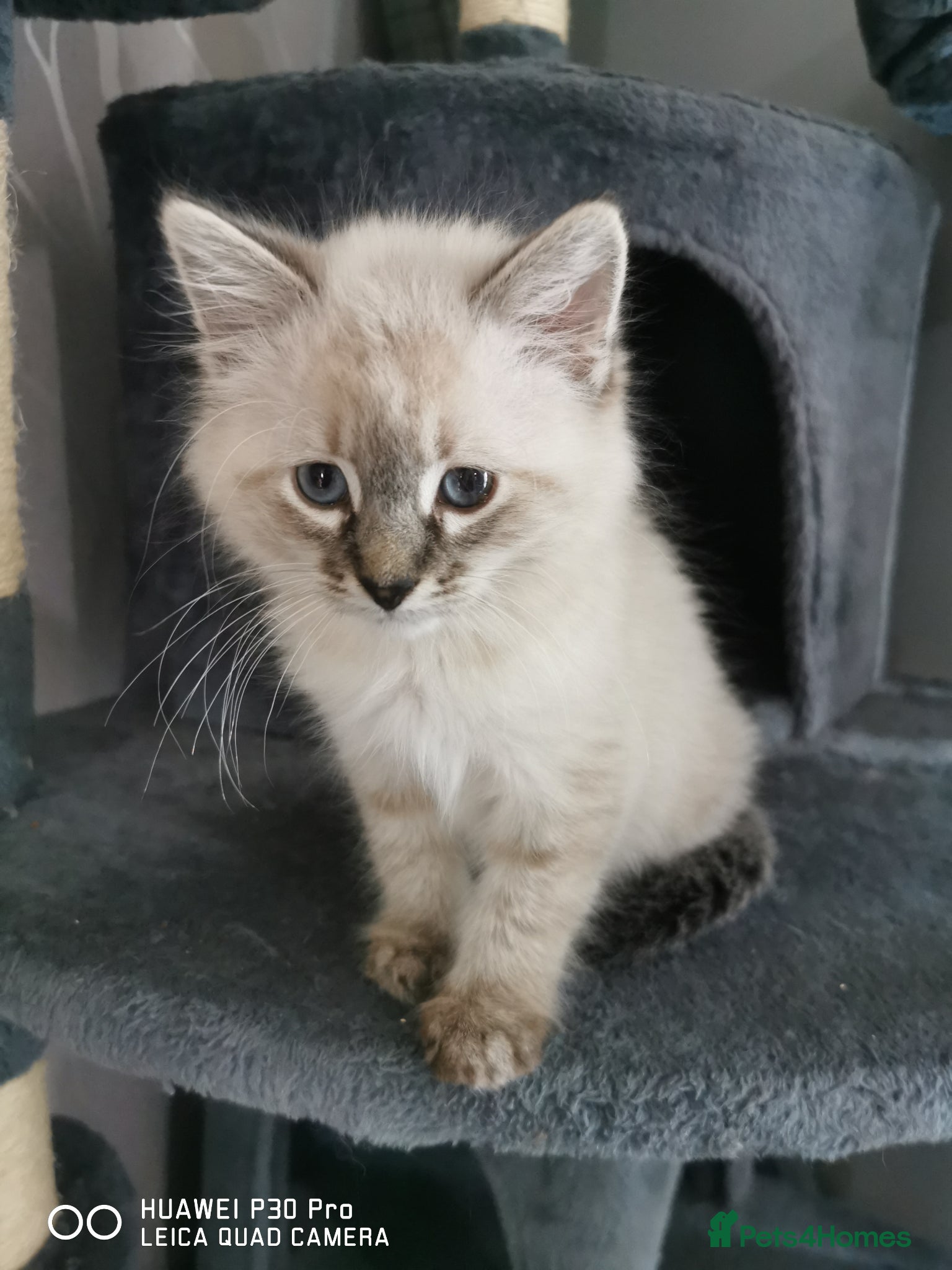 Mixed Breed cats for sale: Ragdoll cross Siamese kittens  - Advert 2