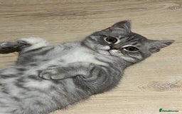 Scottish Fold cats for sale: Playful 1 Year Old Half Scottish Fold × Persian - Image 3