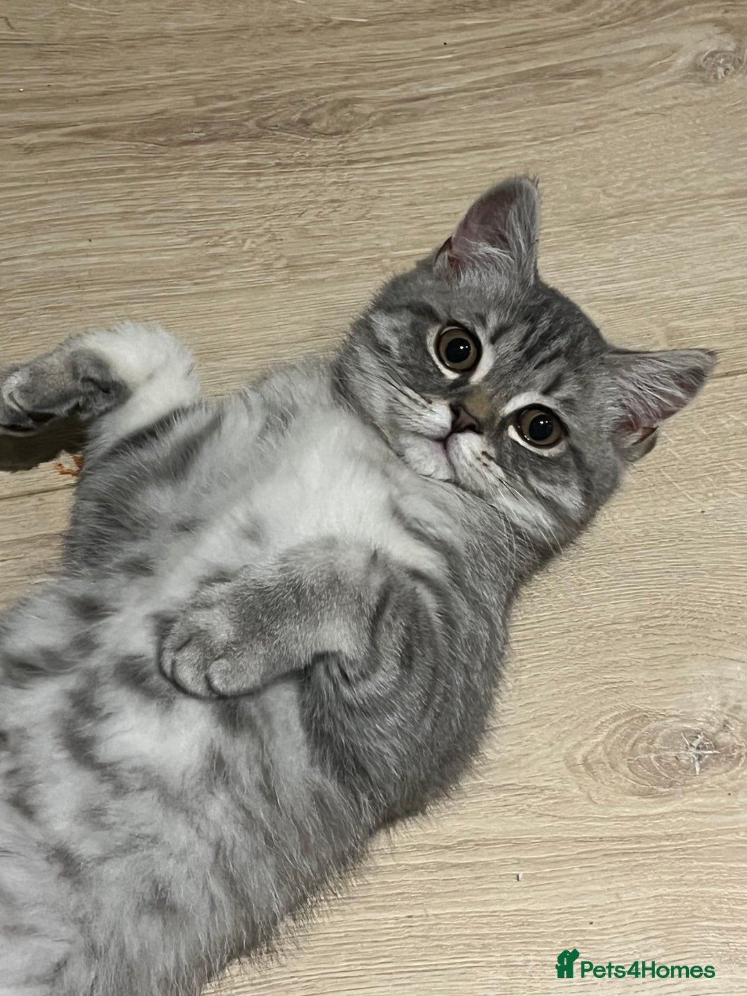 Scottish Fold cats for sale: Playful 1 Year Old Half Scottish Fold × Persian - Image 3