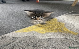 Mixed Breed cats for sale: Long haired tabby kittens  - Image 3