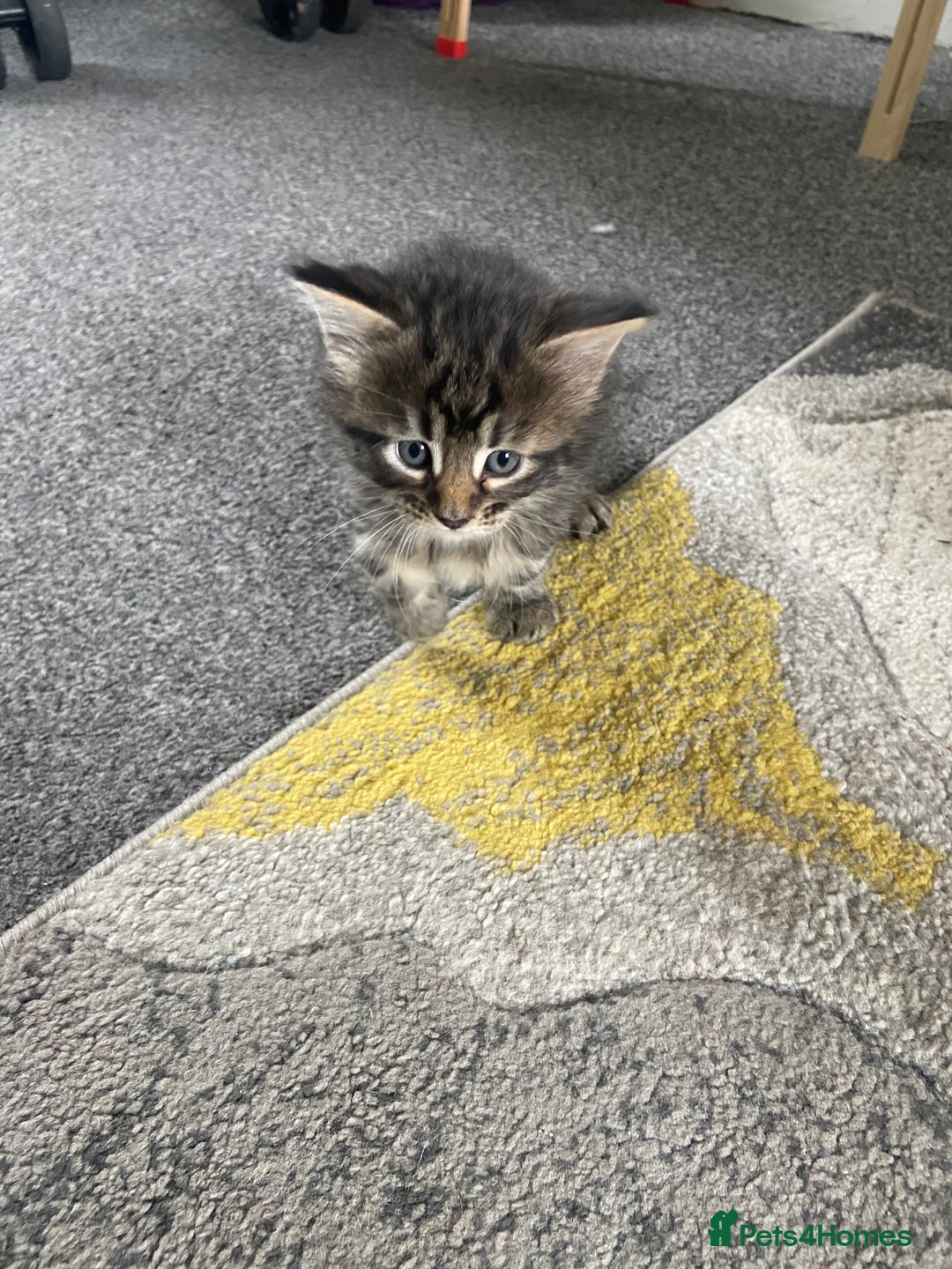 Mixed Breed cats for sale: Long haired tabby kittens  - Image 3