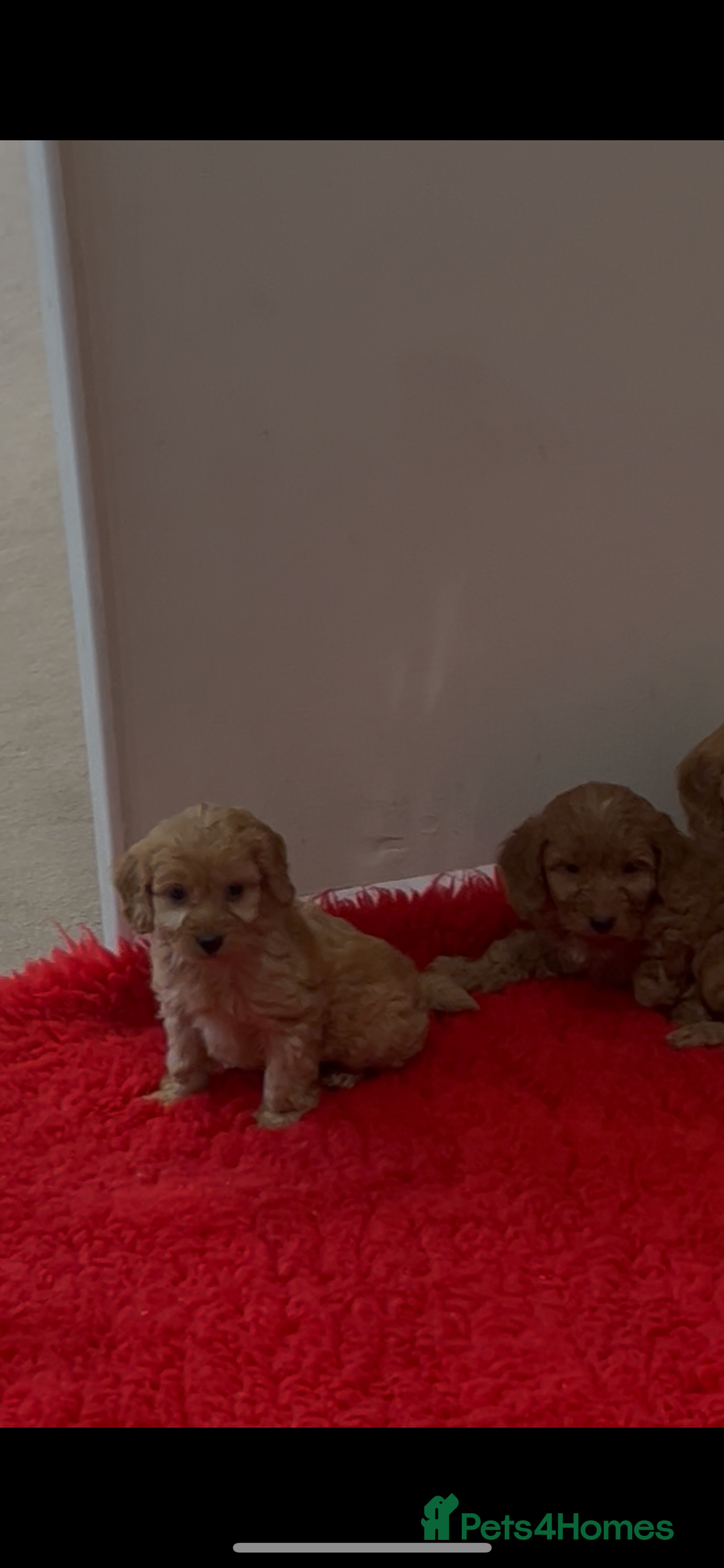 Cockapoo dogs for sale: Beautiful hereditary healthy male pups - Advert 15