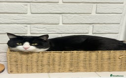 Domestic Shorthair cats for sale:  💞 Bonded Pair of Cuddly House Cats–7mo & 1yr Old - Image 2