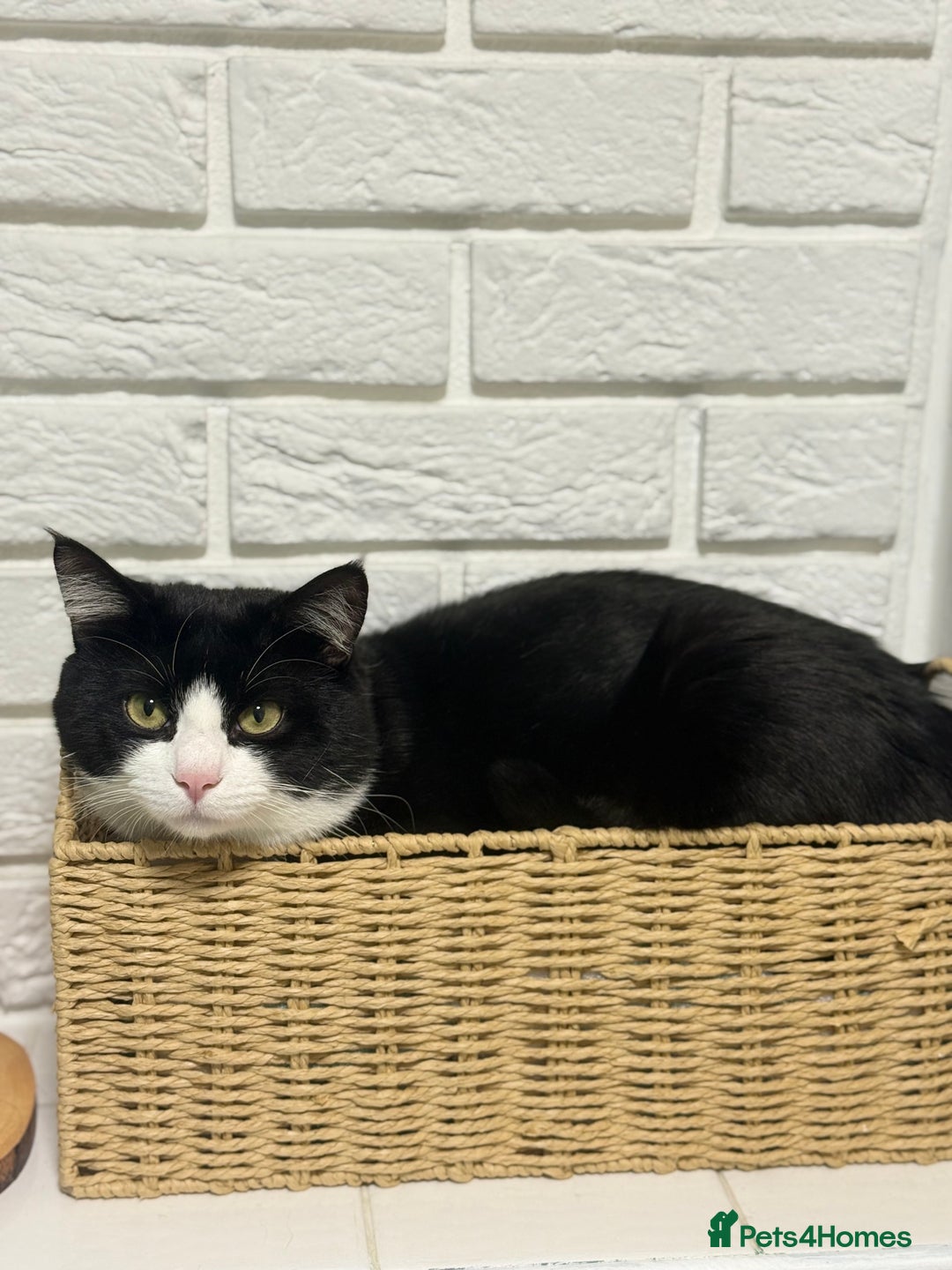 Domestic Shorthair cats for sale:  💞 Bonded Pair of Cuddly House Cats–7mo & 1yr Old - Image 2