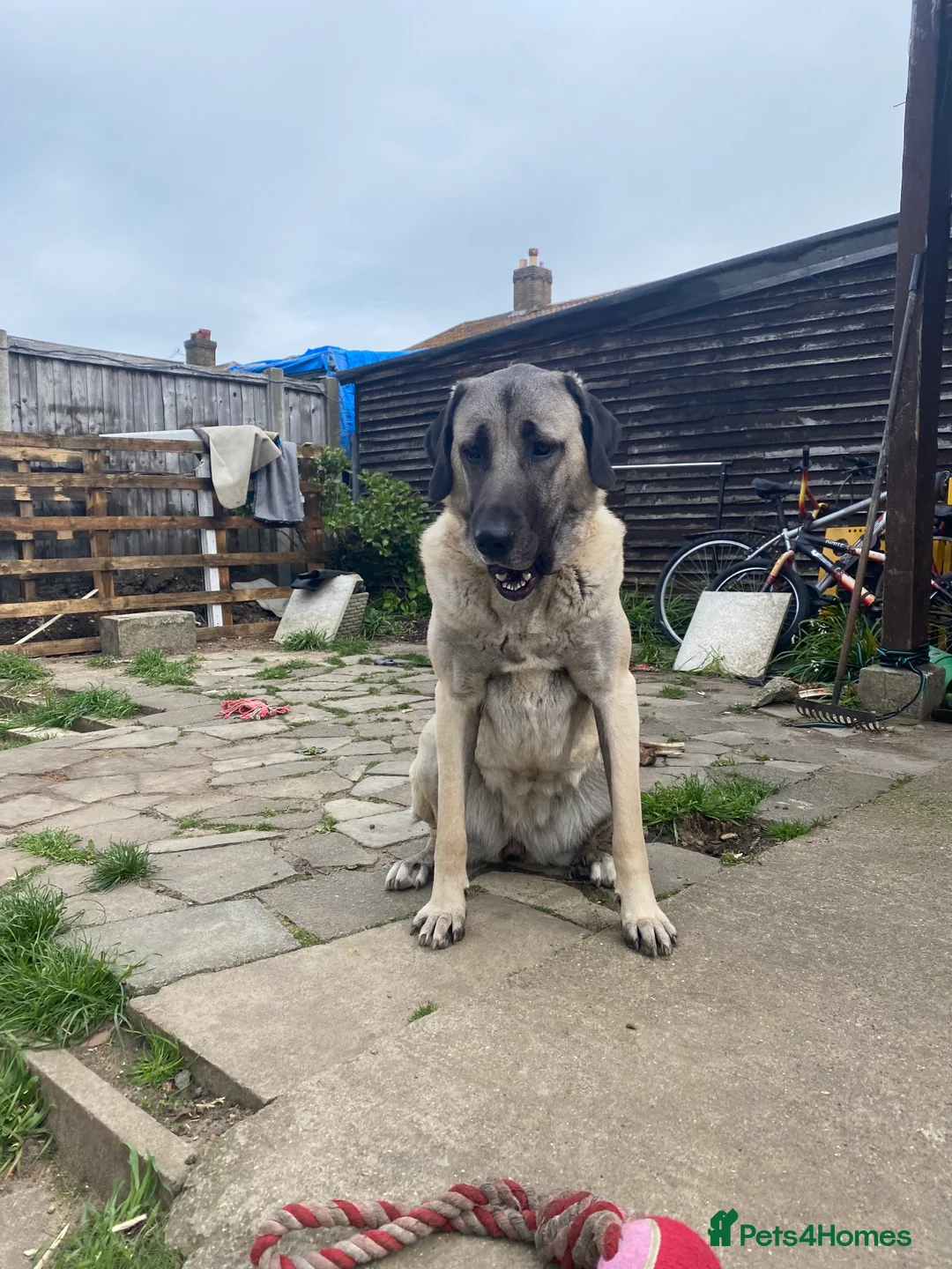 Turkish Kangal dogs for sale: 5 year old pure bread kangal for sale  in London - Advert 4