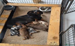 Miniature Dachshund dogs for sale: Beautiful miniature dachshund puppies - Image 8
