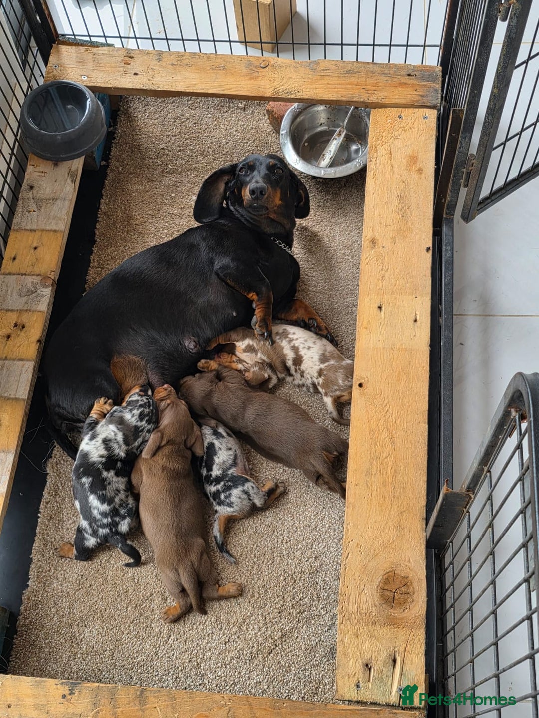 Miniature Dachshund dogs for sale: Beautiful miniature dachshund puppies - Image 8