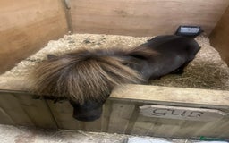 Shetland pony horses for sale: Miniature Shetland  - Image 9