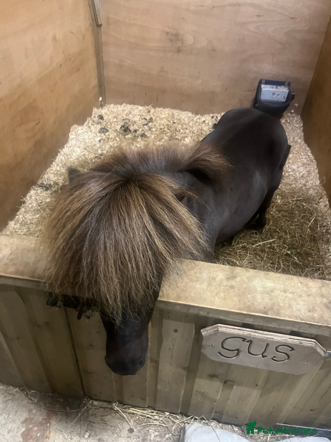 Shetland pony horses for sale: Miniature Shetland  - Image 9