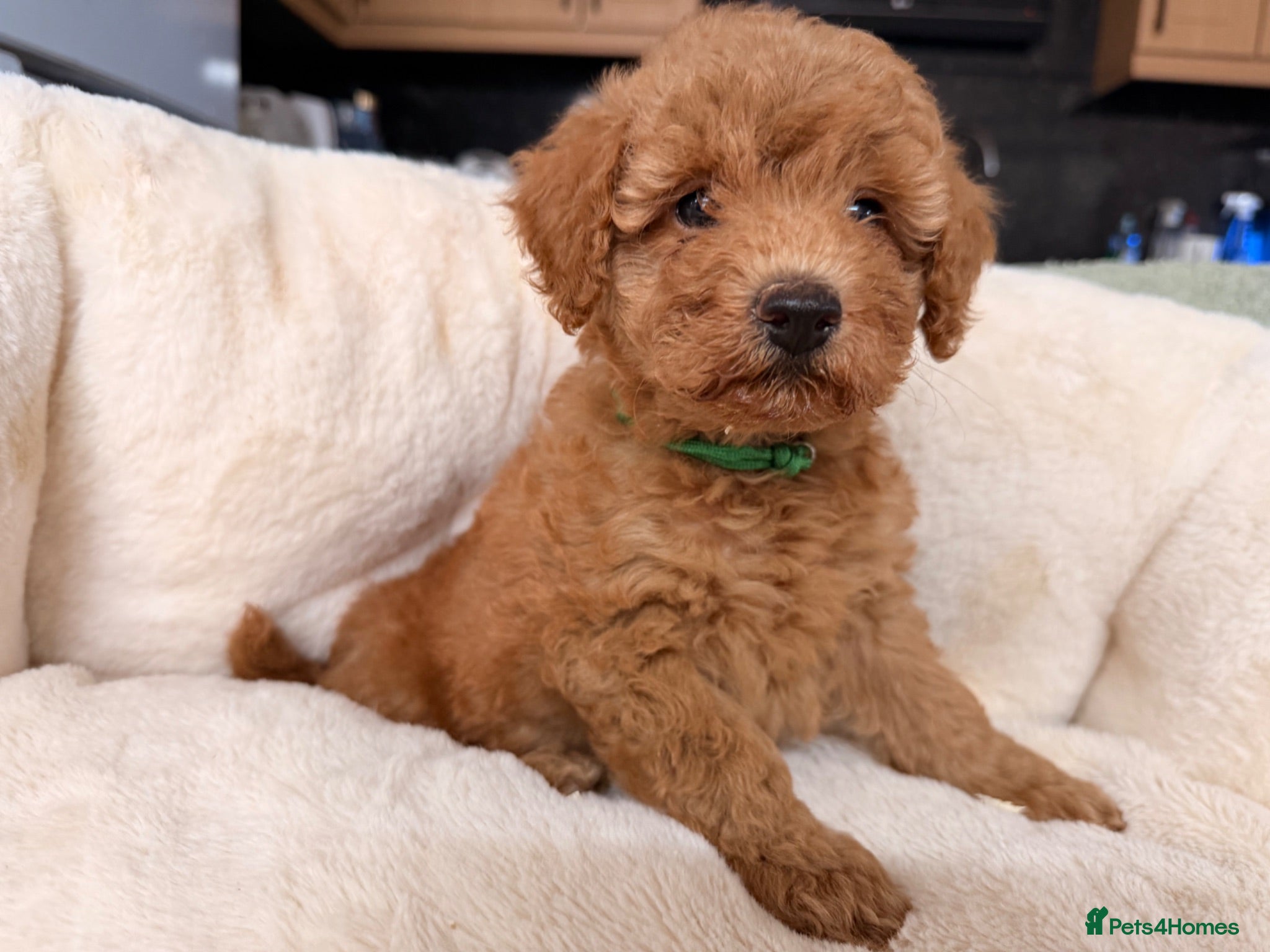 Poochon dogs 🌸 Poochon Girls Available Now 🌸 - Advert 2