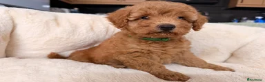Poochon 1