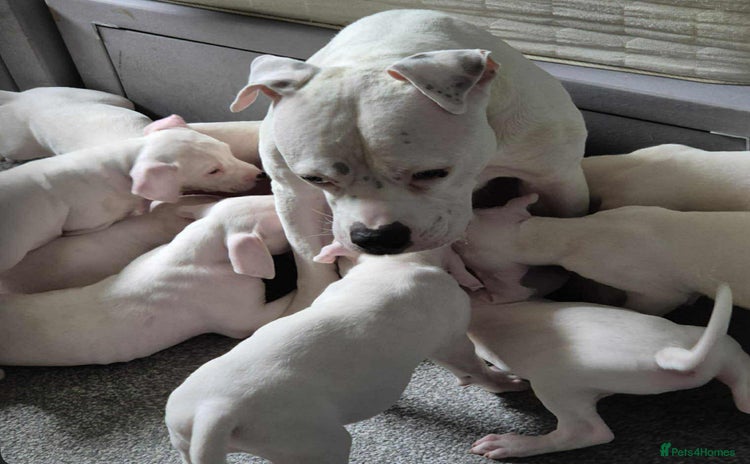 American Bulldog dogs - Advert 10