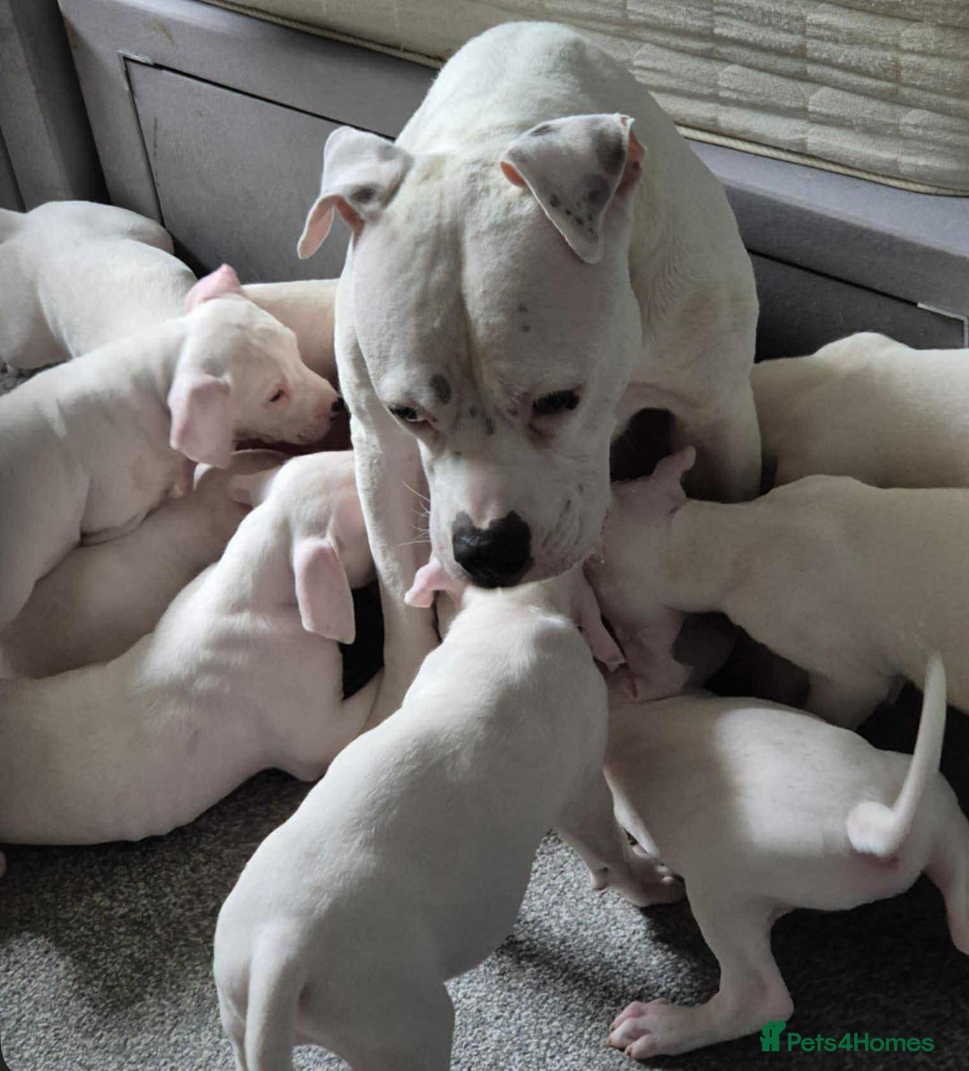 American Bulldog dogs for sale: American bulldog pups - Image 1