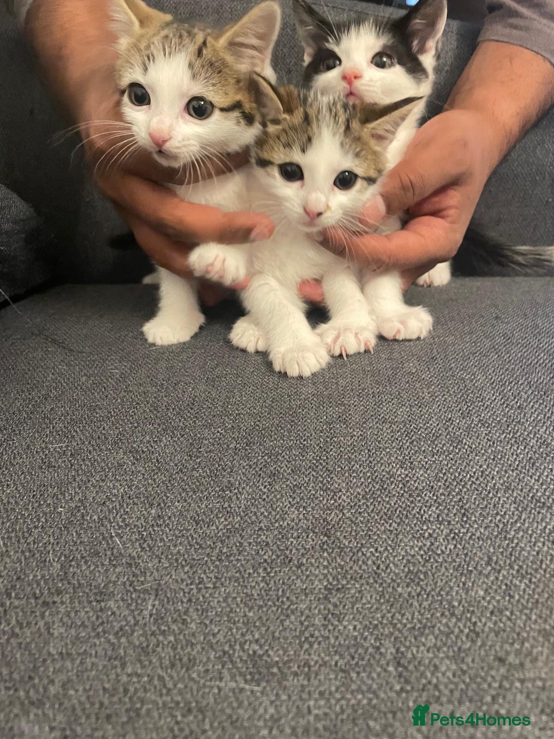 Mixed Breed cats for sale: Gorgeous mixed kittens from European Tabby breed - Image 3