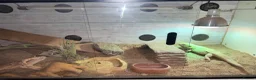 Bearded Dragon reptiles for sale: Bearded dragon looking for new home! - Advert 2
