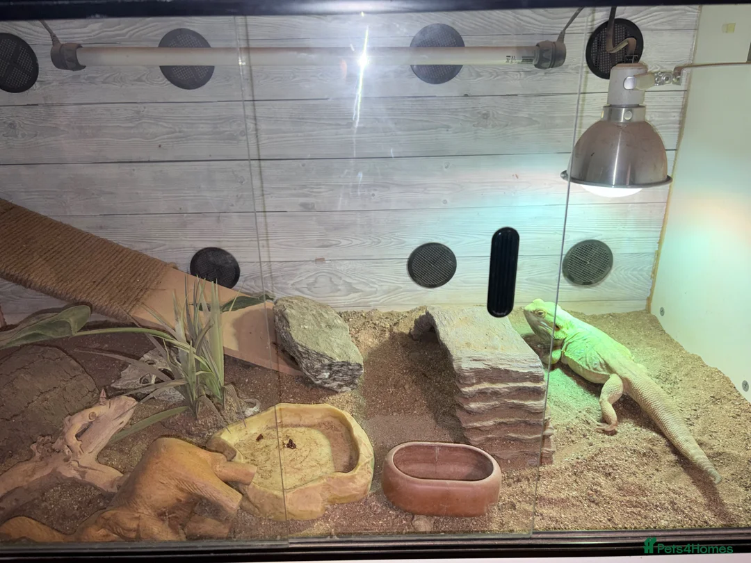 Bearded Dragon reptiles for sale: Bearded dragon looking for new home! - Advert 2