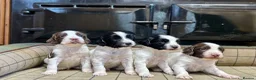 English Springer Spaniel dogs for sale: Gorgeous KC Springer Spaniels with excellent lines - Advert 22