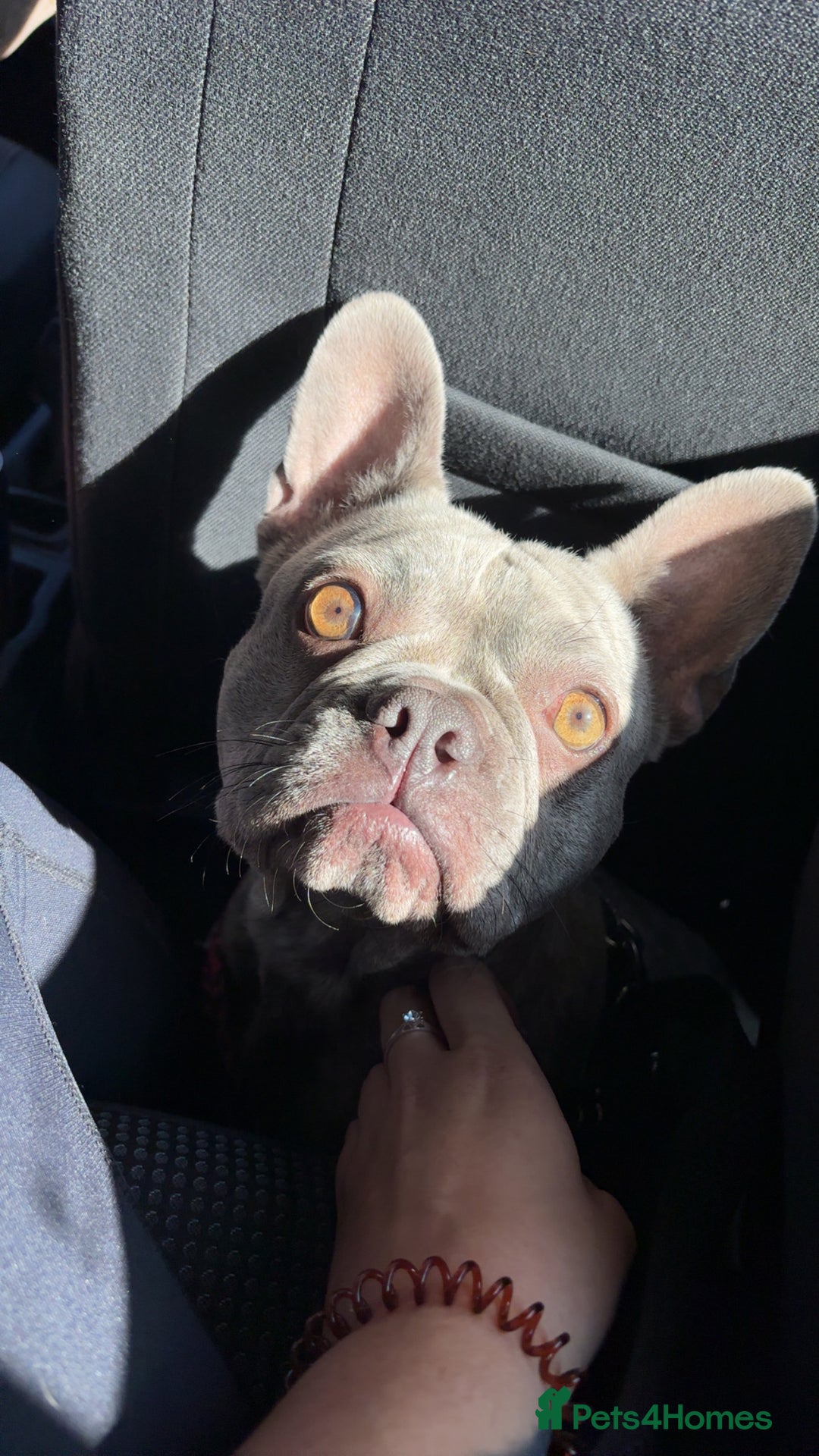 French Bulldog dogs for sale: Honey  - Advert 3