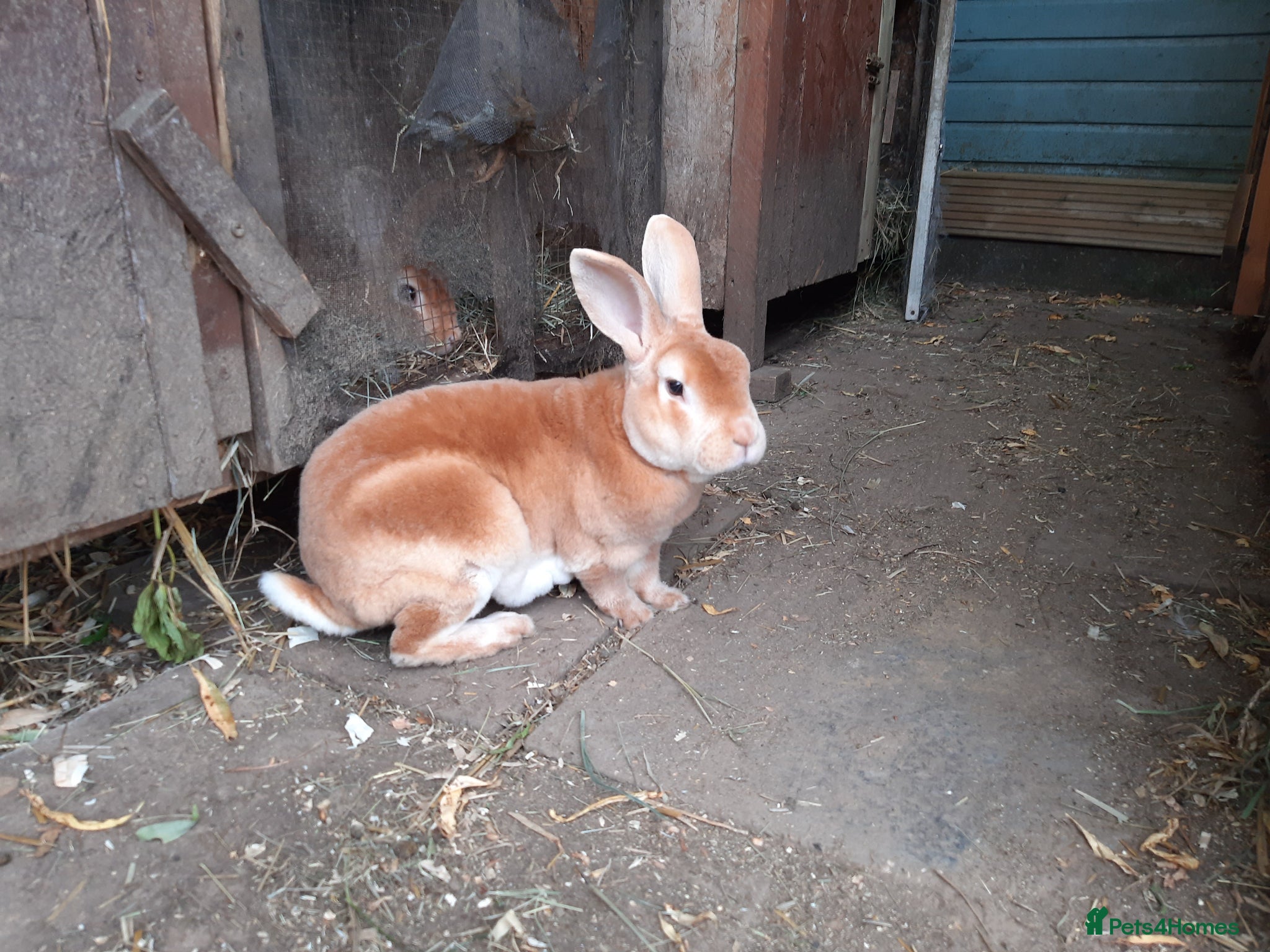 Mixed Breed rabbits for sale: Mixed rex and English tame and friendly rabbits - Advert 7