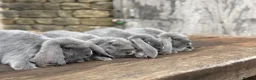 French Lop rabbits for sale: Stunning XL French lops  - Advert 5