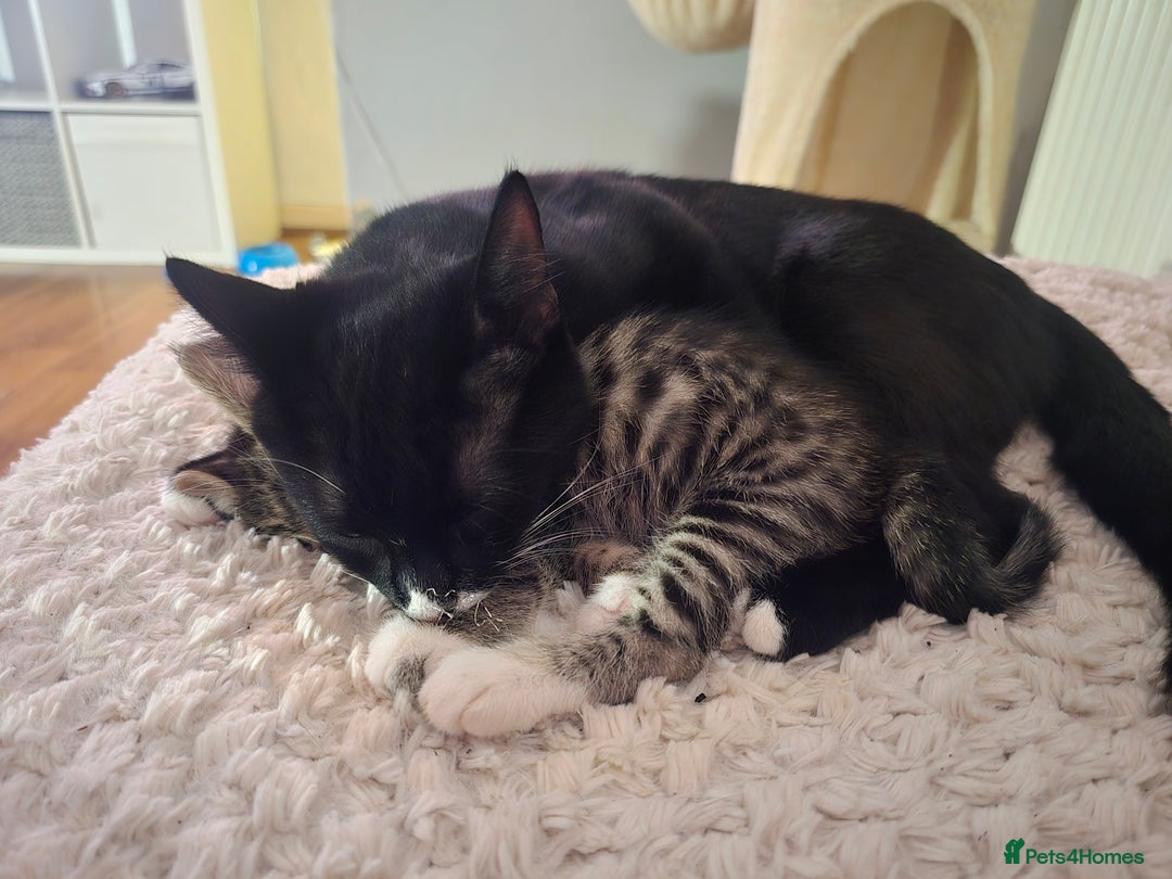 Mixed Breed cats for sale: Beautiful kittens ready now - Image 2