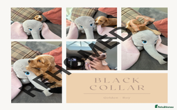 Cocker Spaniel dogs for sale: KC REG Showtype Cocker Spaniel LAST PUP ready 3/8 - Image 30