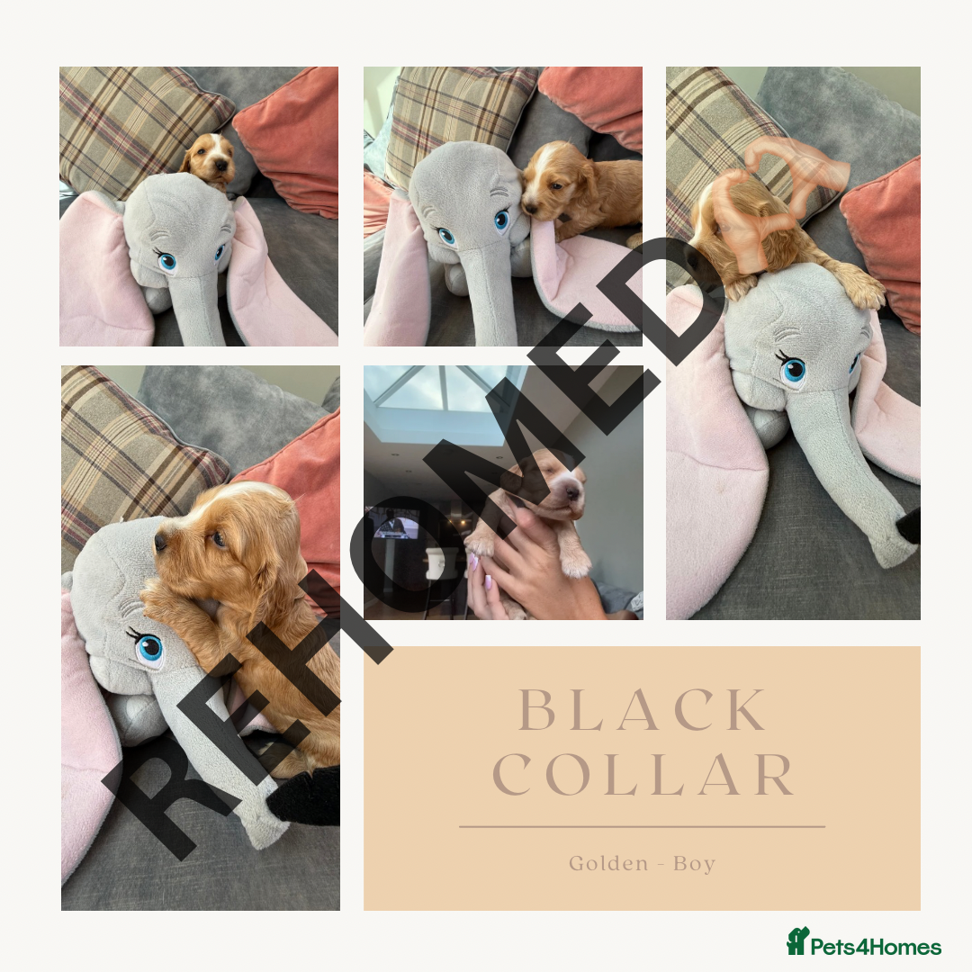 Cocker Spaniel dogs for sale: KC REG Showtype Cocker Spaniel LAST PUP ready 3/8 - Image 30
