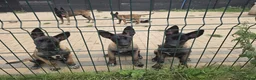 Belgian Shepherd Dog dogs for sale: Belgian shepards manolis  in Waltham Cross - Advert 1