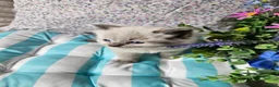 Ragdoll cats for sale: Ragdoll - Advert 12
