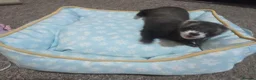 Ferret rodents for sale: 2 female Jill's for rehoming  - Advert 8