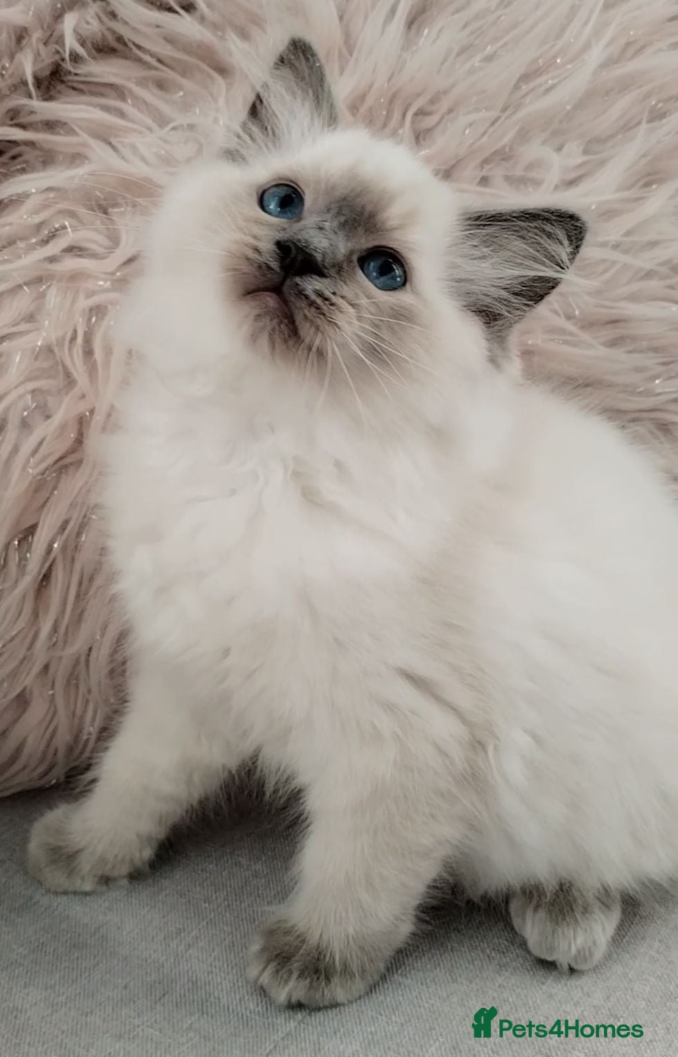Ragdoll cats Tica registered Ragdoll kittens 💕  - Advert 4