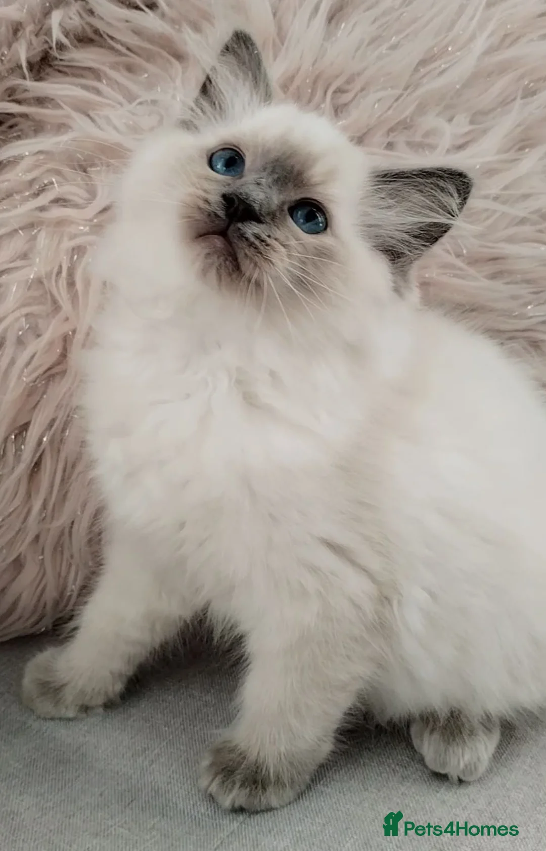 Ragdoll cats for sale: Tica registered Ragdoll kittens 💕  - Advert 1