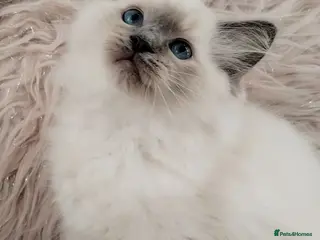 Ragdoll cats Tica registered Ragdoll kittens 💕 - Advert 4