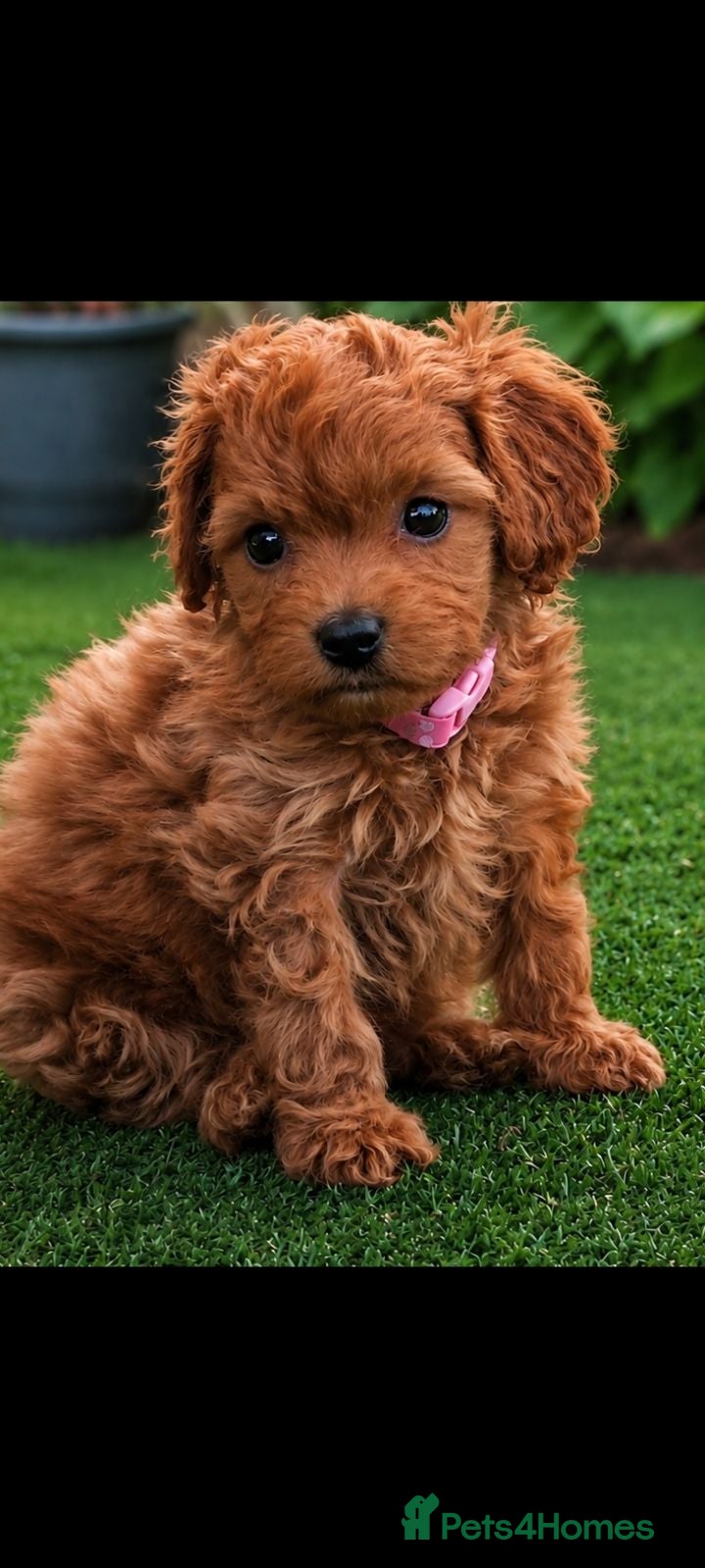 Cavapoo dogs Extensively Health Tested Thearpy Cavapoos - Advert 1