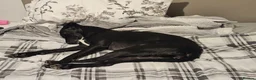 Mixed Breed dogs for adoption: ❤️🐶 LILY – EVERYTHING PEOPLE DREAM OF IN A DOG in Sale - Advert 2