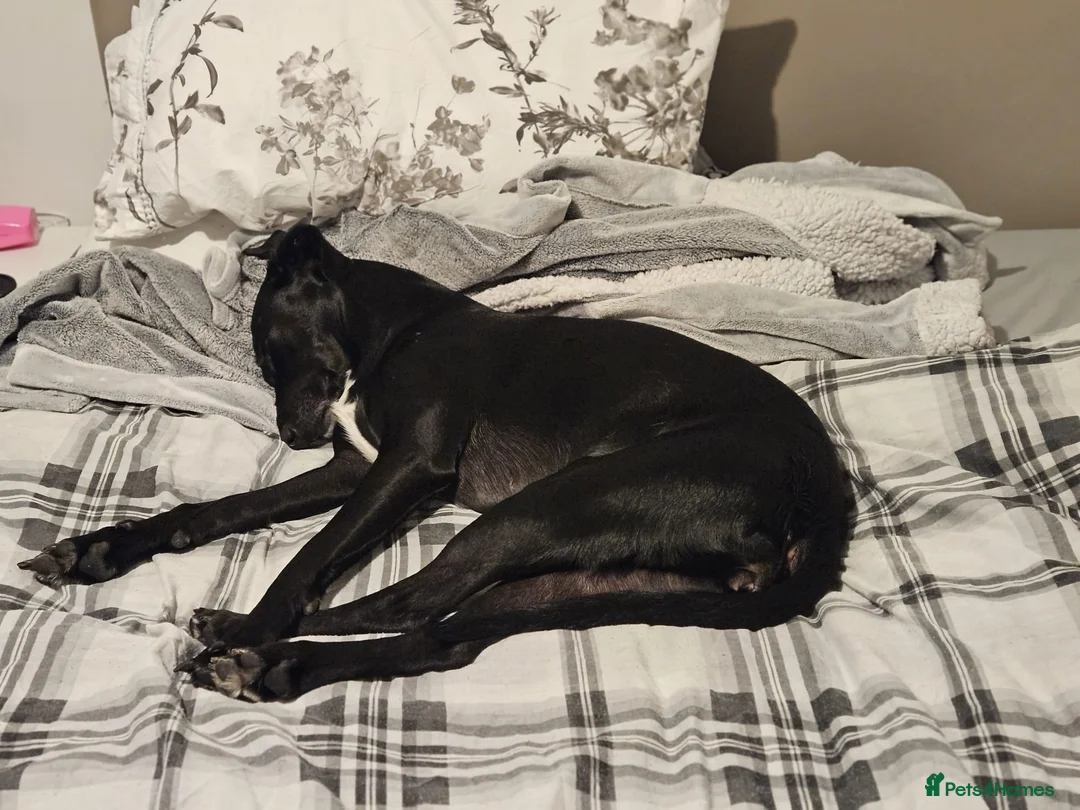 Mixed Breed dogs for adoption: ❤️🐶 LILY – EVERYTHING PEOPLE DREAM OF IN A DOG in Sale - Advert 2