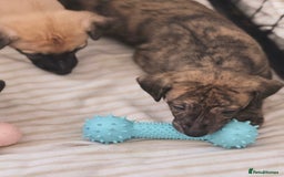 Whippet dogs for sale: KC Registered Whippet puppies  - Image 9