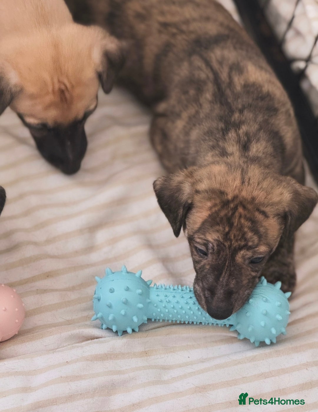 Whippet dogs for sale: KC Registered Whippet puppies  - Image 9