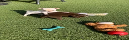 Chihuahua dogs for sale: 5* LICENSED. Gorgeous KC Chihuahua GIRLS - Advert 15