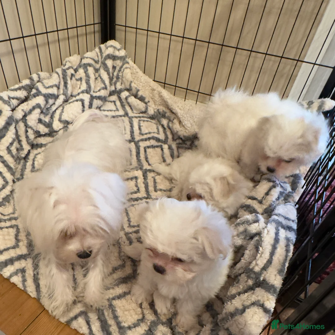 Maltese dogs for sale: Korean Maltese puppy’s available  - Advert 4