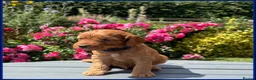 Cockapoo dogs for sale: Gorgeous Fox Red F1 Cookapoos  - Advert 27