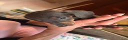 Dachshund dogs for sale: Dachshund puppies  - Advert 11