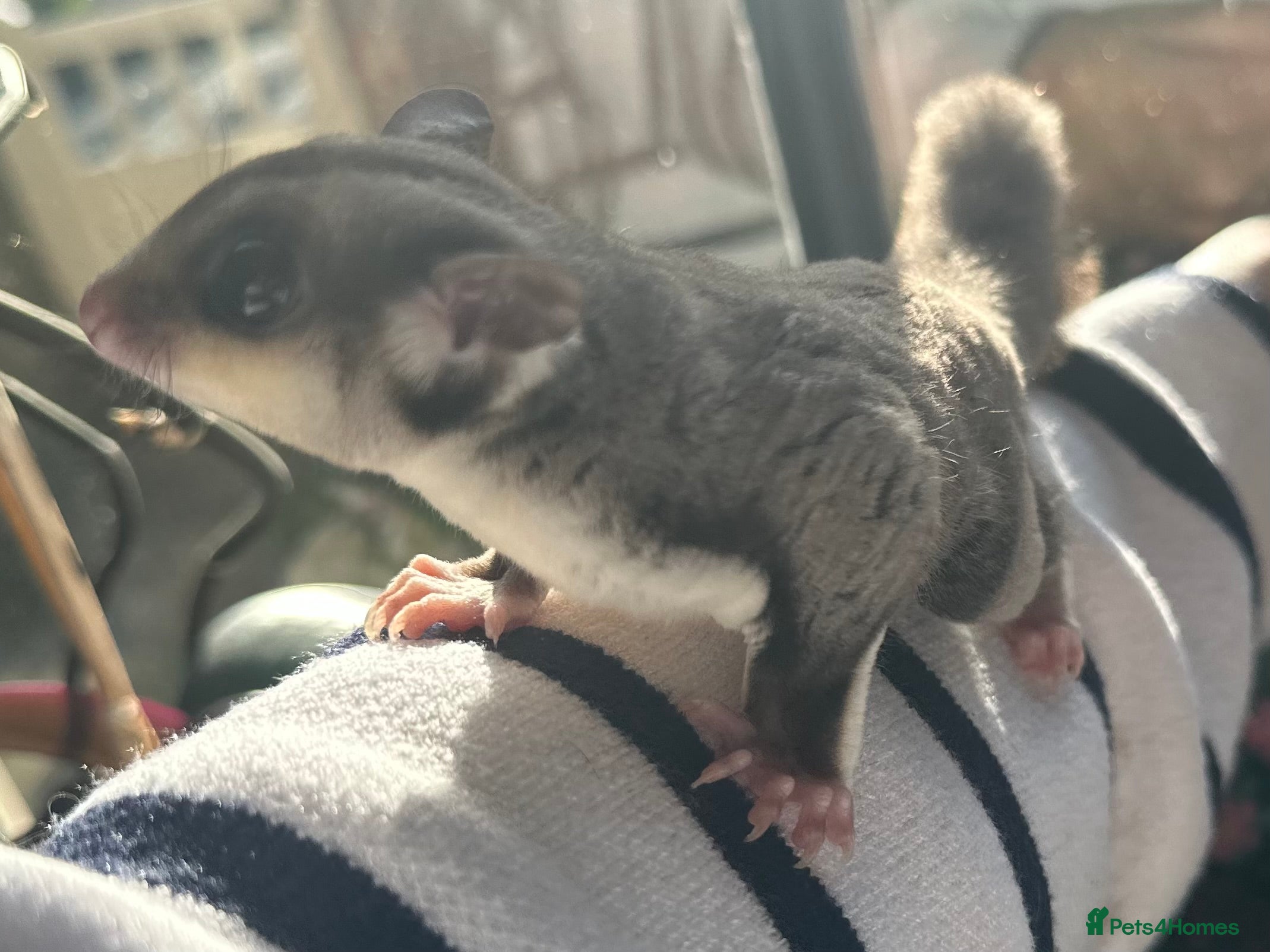 Sugar Glider rodents Sugar Gliders available to suitable homes - Advert 1