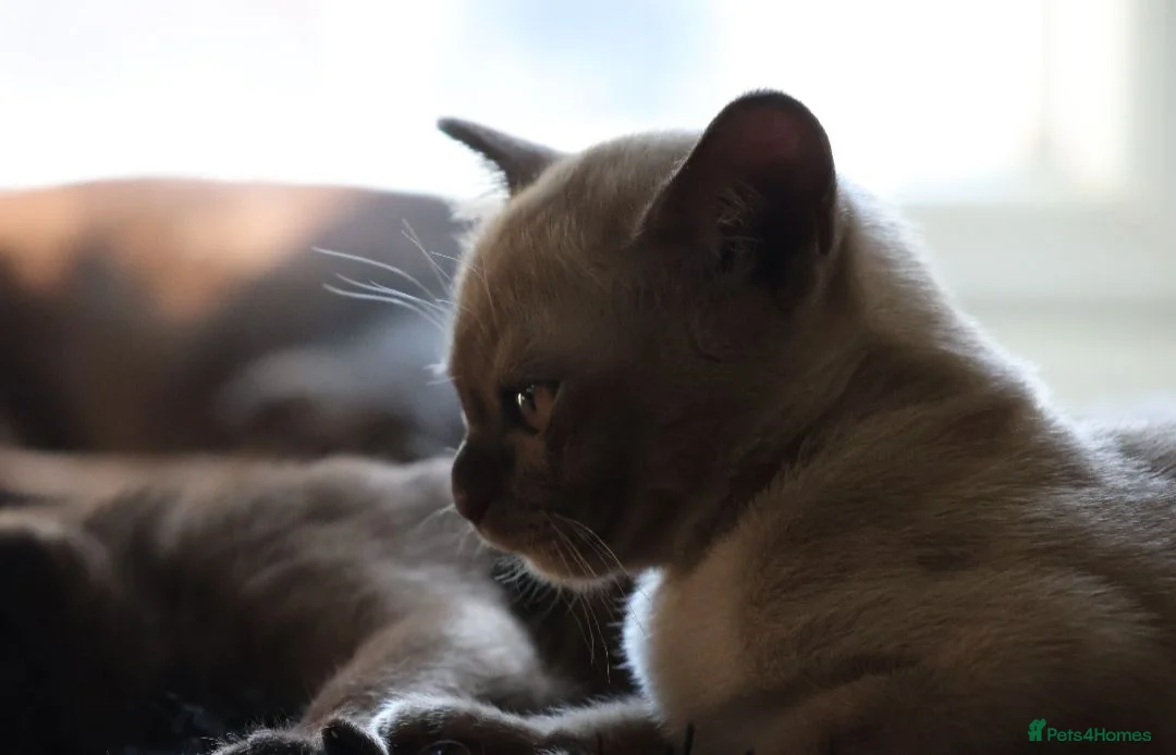 Burmese cats for sale: Beautiful playful Burmese kittens  - Advert 17